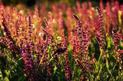 开云足球直播-戈贝尔之夜，一柱擎天，他用防守定义季后赛的终极价值