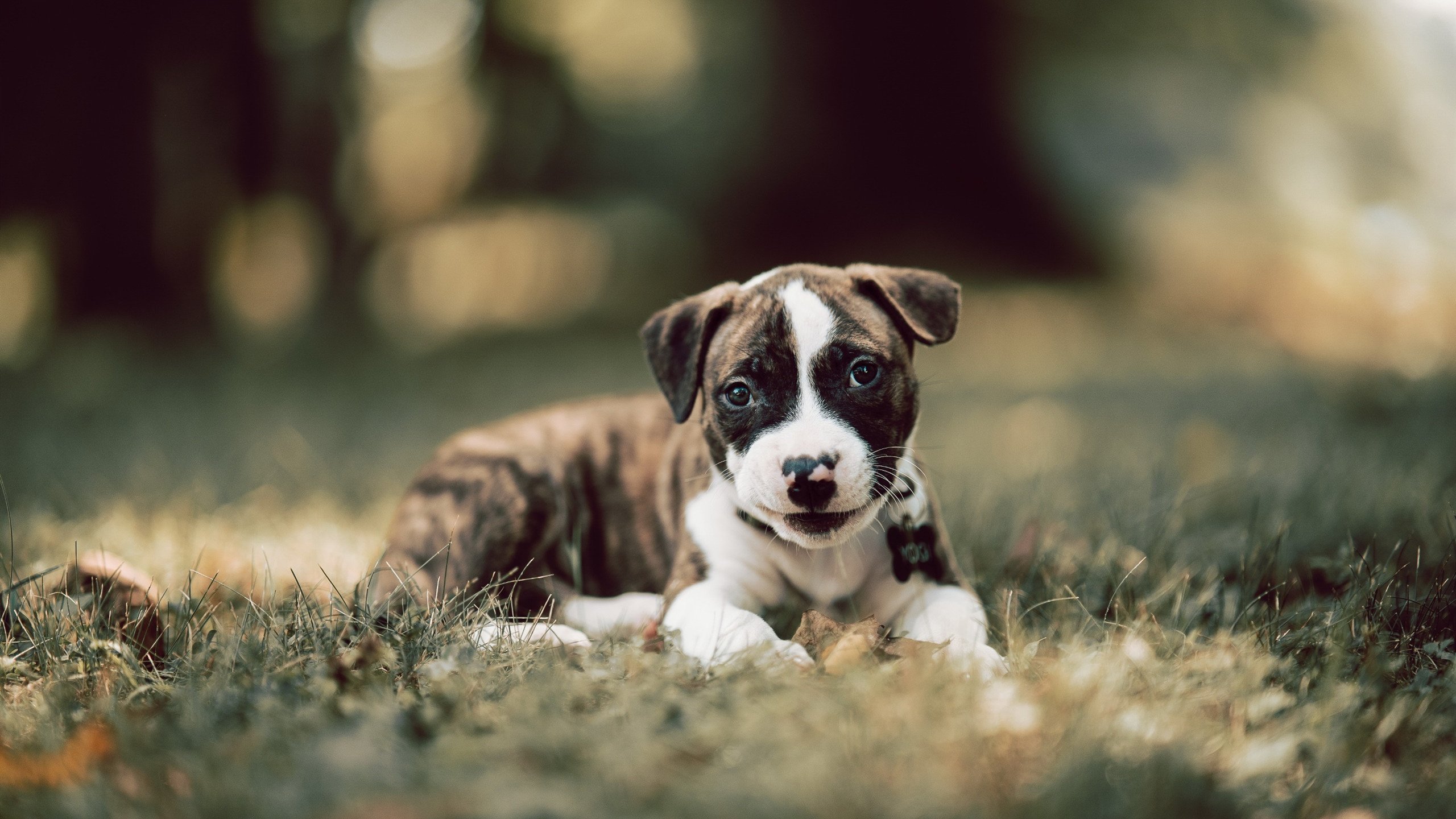 年度焦点之战,希腊铁壁连续得分,全面压制拉齐奥