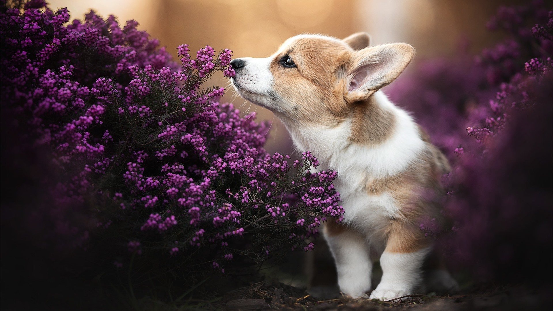 奥纳纳神级爆发,比利亚雷亚尔淘汰赛再演黑马奇迹,尤文图斯黯然出局